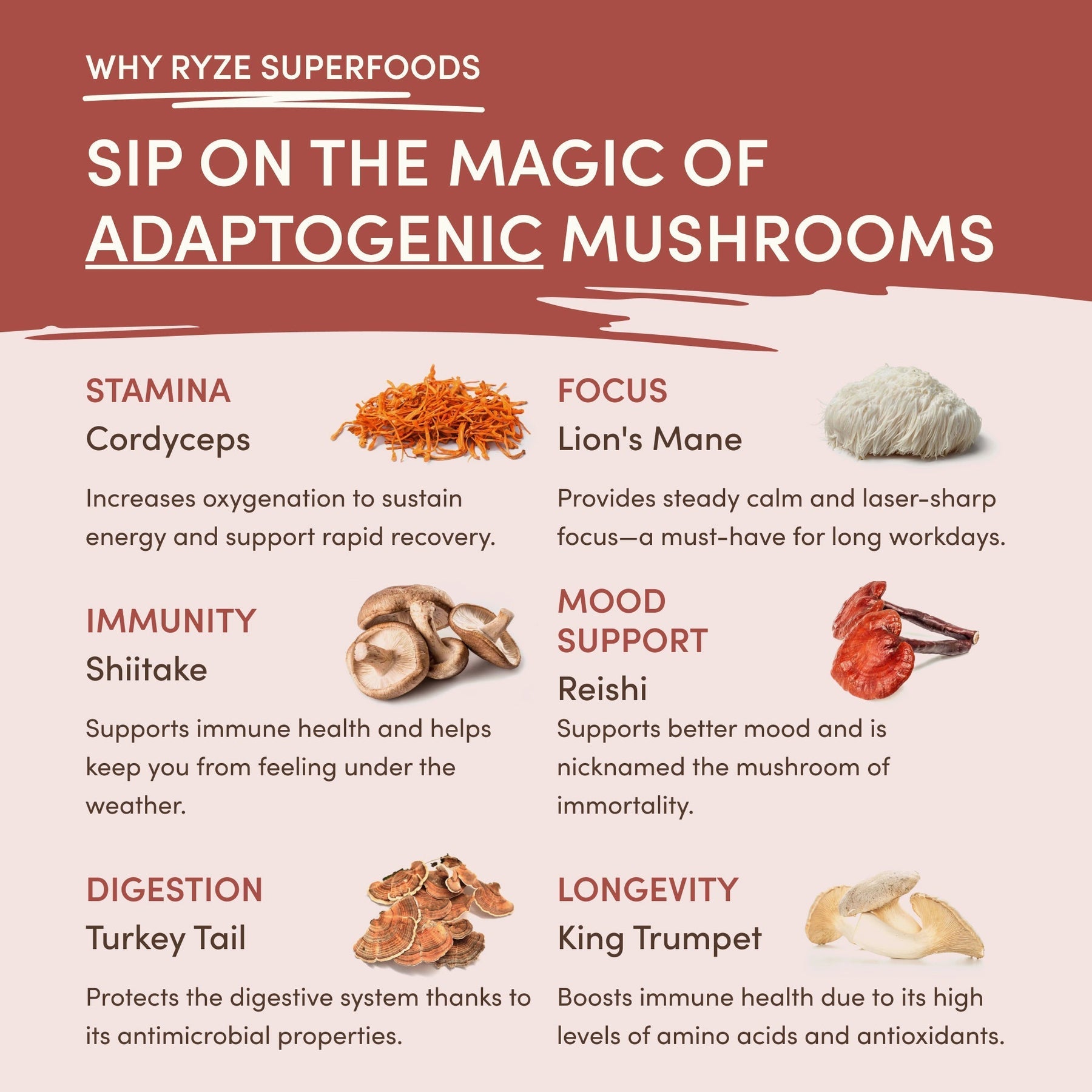 Mushroom Chicory Daily 33